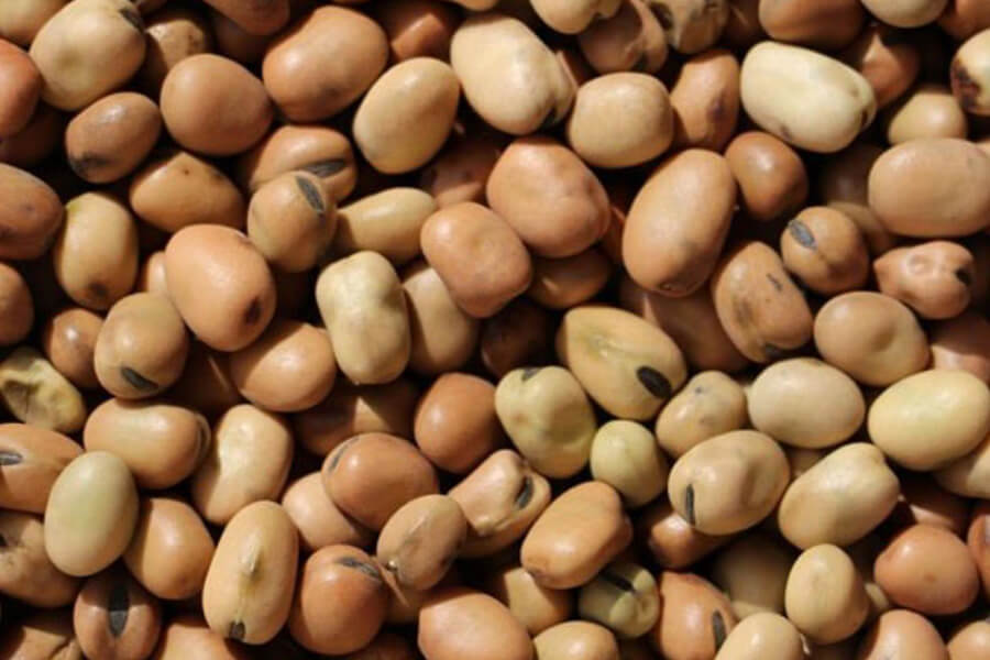 Faba Beans